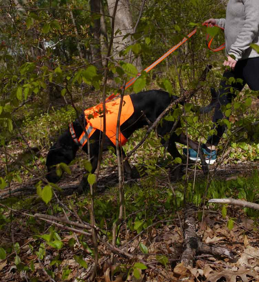Tick Repelling Sport Dog Vest Blaze Orange