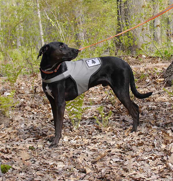 Black short-hair dog wearing a gray-olive green tick-repelling dog vest with 3M reflective visibility tape and embellished with a 1901 Maine Flag distressed patch. Dog vest made in Maine by Dog Not Gone.