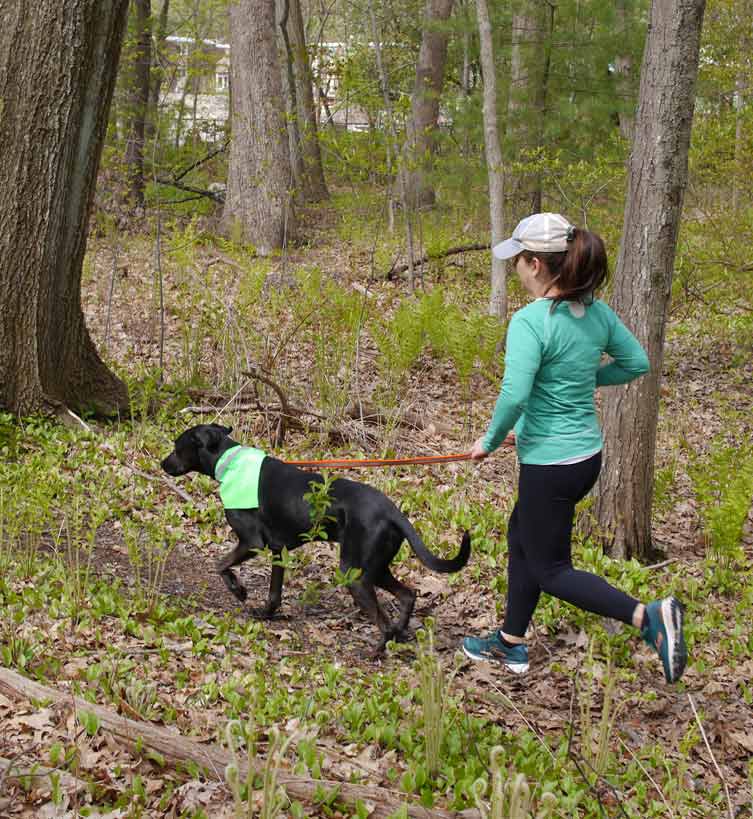 Black short hair dog wearing a tick-repelling collar kerchief jogging with their owner through the woods