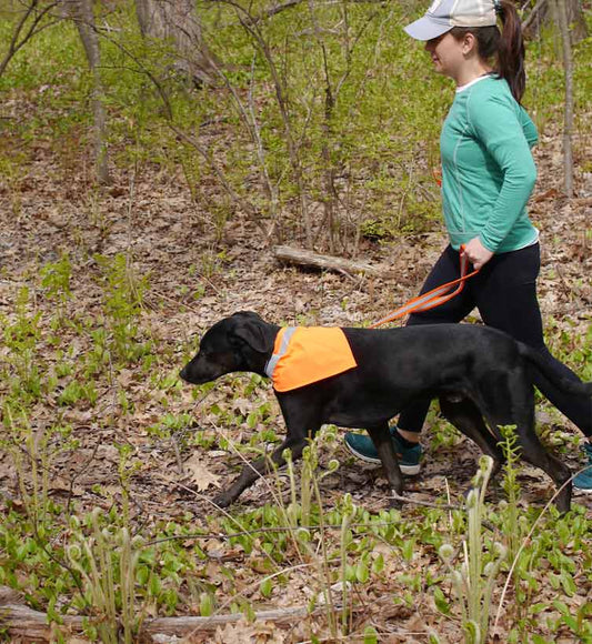 black dog wearing a tick-repelling safety dog collar kerchief. Dog is enjoying a walk with his owner, a woman with brown hair wearing a 1901 Maine flag baseball cap