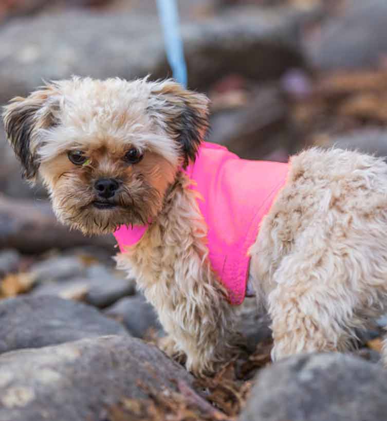 small dog with shaggy light fur is wearing a tick-repelling, lightweight, neon pink safety dog vest.