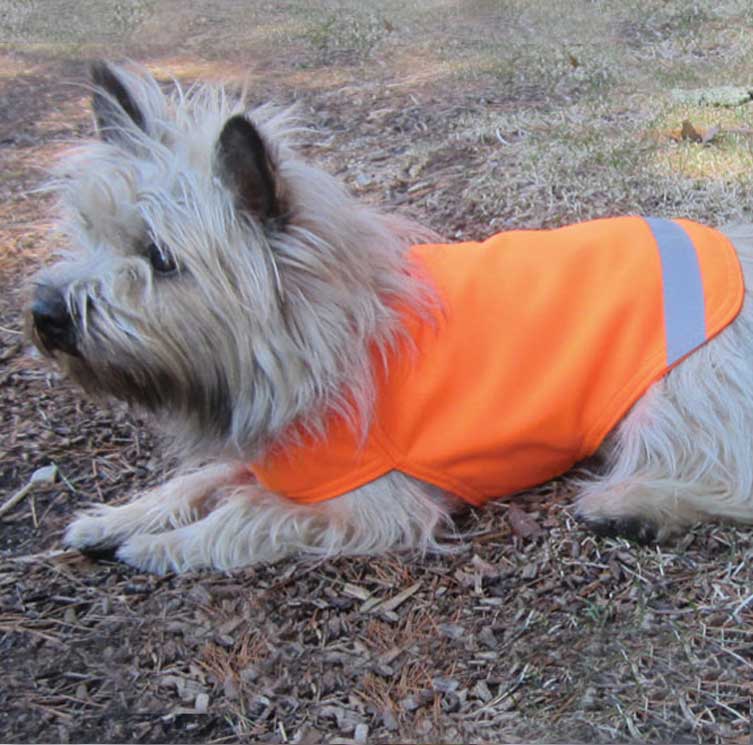 small dog with shaggy light fur is wearing a tick-repelling, lightweight, blaze orange safety dog vest.